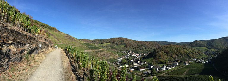 Weinberg grün Panorama