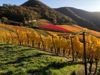 Weinberg Herbst 2